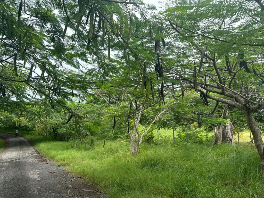 Terreno Punta Roca