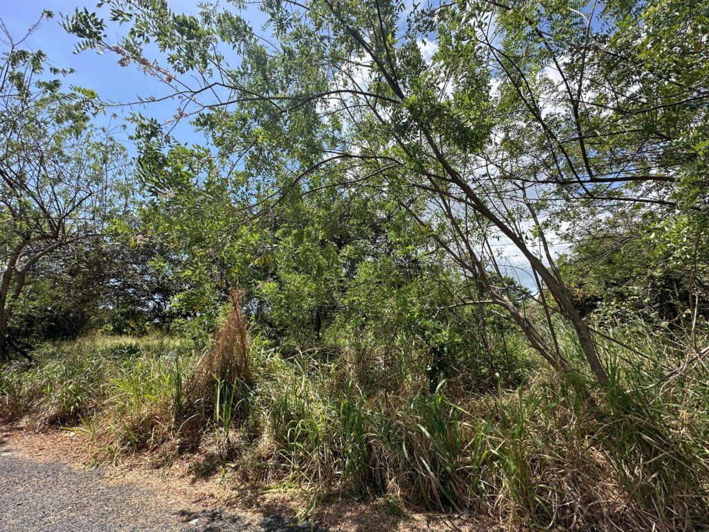 Lote 217 - Paseo de las Cruces - 1
